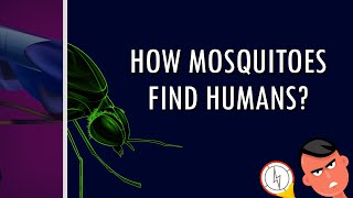 How Mosquitoes Find Humans [upl. by Aeikan988]