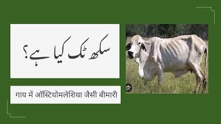 Osteomalacia in cattle  sukh tak  Phosphorus deficiency in animals  Metabolic disease in cattle [upl. by Zullo]