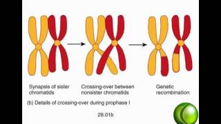 Meiosis [upl. by Partridge]