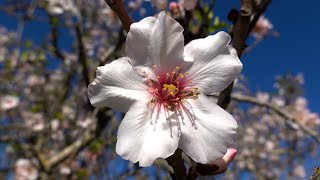 Frühling pur Mandelblüte auf Mallorca [upl. by Icak]