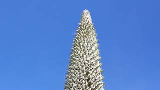 PUYA RAIMONDI EMPIEZA A FLORECER EN EL ALTO [upl. by Nivek]