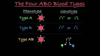 Blood Type Genetics Explained [upl. by Nolyat64]