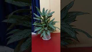 FileChinese Evergreen Aglaonema nitidum Silver Queen [upl. by Nasia]