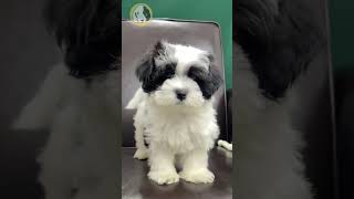 Cute Morkie Puppies [upl. by Robinett]