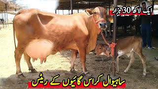 Sahiwal Cow In Pakistan  Sahiwal Cow Price  Sahiwal Nsal Ki Gay  Cow Mandi 2023 [upl. by Yornoc]