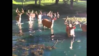 Whitetail Deer Walk Across Pond  Is This Heaven [upl. by Powe]