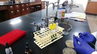 Citrate Test Procedure [upl. by Nyletak]