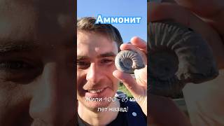 Аммонит ammonite [upl. by Turrell17]