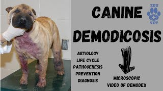 Canine DemodicosisVeterinary Parasitology [upl. by Bork]