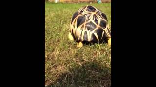 Radiated Tortoise 1v2 [upl. by Avirt120]