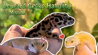 Leopard Gecko Handling  Misting [upl. by Buckie]