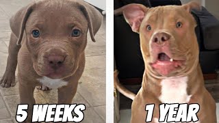 CUTE PUPPY GROWING UP  5 Weeks To One Year [upl. by Eniluj]