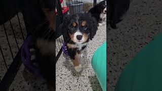 Cute Puppy Video Skyler Mini Bernese Puppy woodlotcompanions [upl. by Rebecca970]