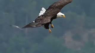 top 5 largest eagle in the world top 5 biggest eagle in the world [upl. by Schwinn658]