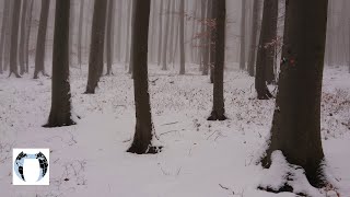 Unspoilt Forest In The Slovak Republic 4K MICHAL MALACHOVSKÝ [upl. by Einrae]