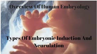 Types Of Embryonic Induction And Neurulation [upl. by Canica421]