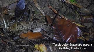 The Ferdelance or Terciopelo Bothrops asper in Costa Rica [upl. by Nooj]