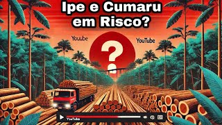 Ipe e Cumaru em Risco Nova espécies na lista do CITES [upl. by Murdock450]