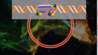 HSV DNA replication [upl. by Anirdnajela]