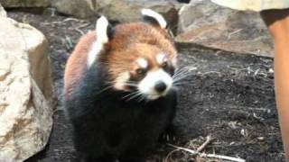 Red Panda  Meet the Keeper at the Houston Zoo [upl. by Euqinu]