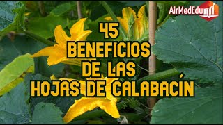 45 Beneficios de las Hojas de Calabacín [upl. by Aicertap]