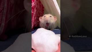 Pet Rats Reaction To Snow ❄️🐀 Rats see snow for the first time ☃️ shorts rats [upl. by Anavlys485]