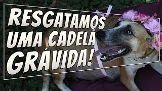 Resgatamos uma Cachorra GRÁVIDA  VLOG da Salsicha [upl. by Hallutama]