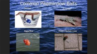 HowToCatchPikeminnow Instructional Seminar [upl. by Aria743]