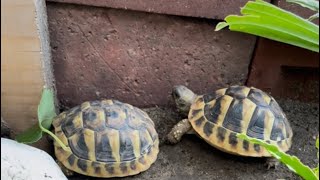 Tortoise hatchling feeding routine [upl. by Elleron]