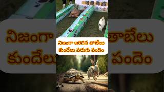 కథను నిజం చేసిన తాబేలు  tortoise vs rabbit race tortoise rabbit race [upl. by Aihsemak]