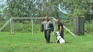 Dogo argentino  controlled aggressive bite work [upl. by Akeemat]