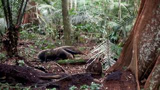 Grand Tamanoir  Fourmilier géantGiant Anteater in french Guiana [upl. by Angelico]