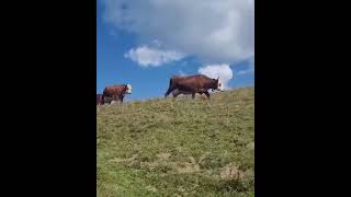 LHEURE DE LA TRAITEpour ces belles vaches de race abondance [upl. by Adigirb951]