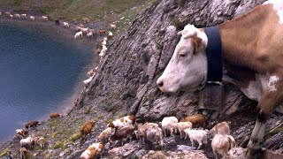 TRASHUMANCIA de 1000 VACAS en el Pirineo Desplazamiento del ganado a la montaña  Documental [upl. by Nnaytsirk]