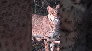 Bobcat wildlife nature deer hunting bowhunting [upl. by Eenar319]