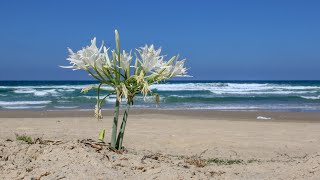 חבצלת החוף 🥀 Pancratium maritimum [upl. by Geaghan414]