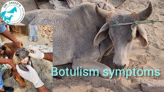 Botulism symptoms in cattle [upl. by Oab]