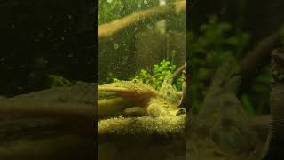 Pleco feasting on Rapashy gel food [upl. by Smith]