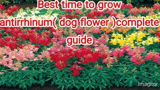 Best time to grow antirrhinum dog flower complete guide [upl. by Nnoj]