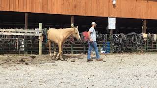 Unavailable 3856 15 yr old 151h palomino QH mare 700 DEADLINE 102323 [upl. by Haleigh642]