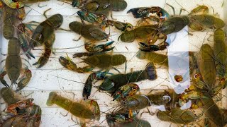 2022 Yabby BONANZA  Yabbies galore and BIG yabbies [upl. by Leff865]