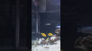 New Setup For My Cichlid🥹aquabeast aquarium twolessfishinthesea onefishtwofishredfishbluefish [upl. by Dave]