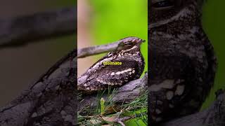 Why Is The Great Eared Nightjar The COOLEST Animal Ever [upl. by Celestyn404]