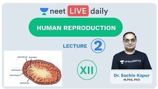 Human Reproduction  Lecture 2  Class 12  Unacademy NEET  LIVE DAILY  NEET Biology  Dr Sachin [upl. by Etnuahc]