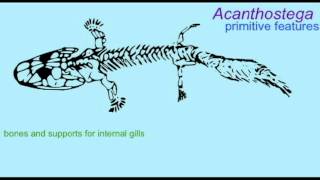 PL1 ACANTHOSTEGA AND THE EVOLUTION OF TETRAPODS [upl. by Besnard]