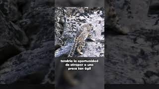 Leopardo De Las Nieves El Cazador Más Extremo Del Reino Animal SHORTS [upl. by Nylorak]