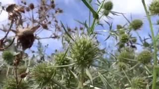 Echte kruisdistel Eryngium campestre  20160828 [upl. by Eeznyl]