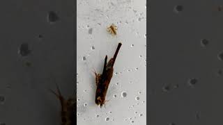 Two Stonefly Nymphs and a Caddisfly Larva [upl. by Sibby]