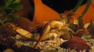 My Galician Crayfish in moult Galizische Sumpfkrebshäutung 11 [upl. by Hardigg]