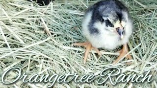 Black McRae Chicks First Day Out  Hen Hatched  Gallos Finos [upl. by Carrnan341]